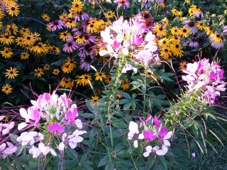 perennial garden