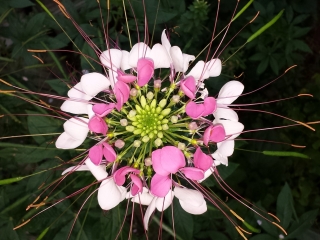 Cleome - Spider Flower
