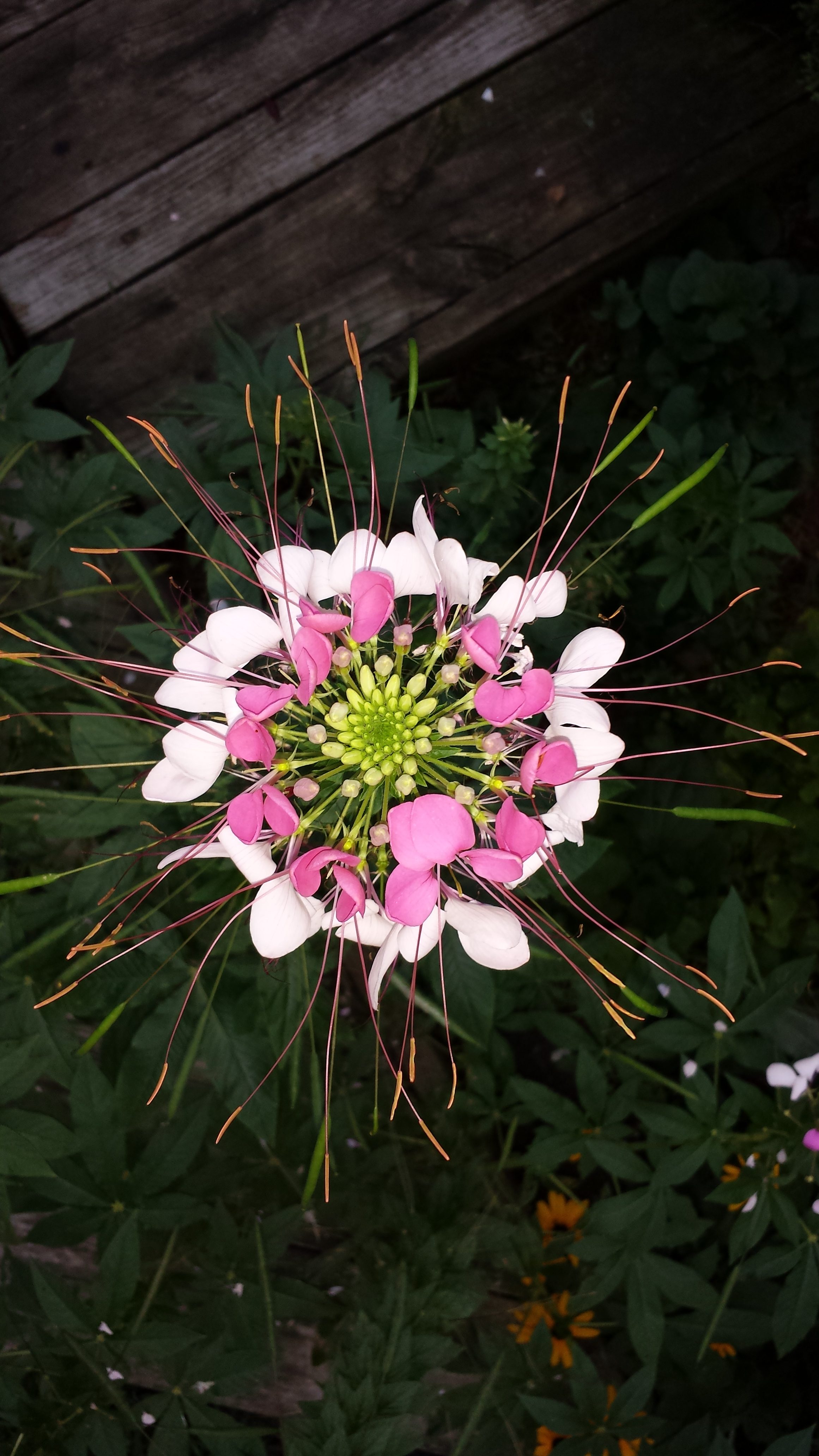 Cleome - Spider Flower