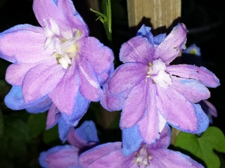 clematis