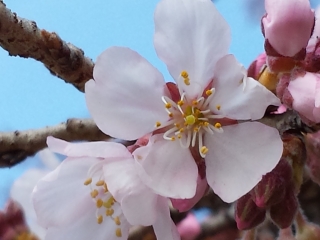 Cherry blossom