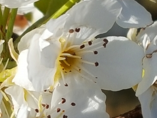 apple blossom