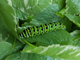 Swallowtail caterpillar
