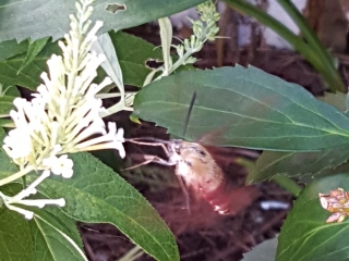hummingbird moth