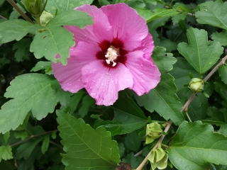 rose of sharon