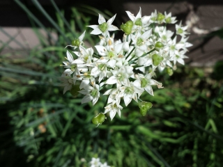 garlic chive blossoms