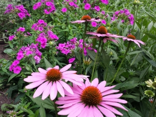 coneflower